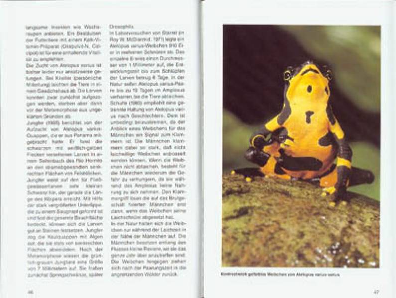 Preview: Harlekinfrösche der Gattung Atelopus